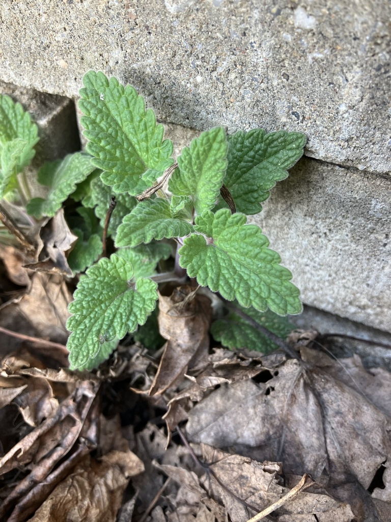 Nepeta cataria, Ottawa, CA-ON, CA