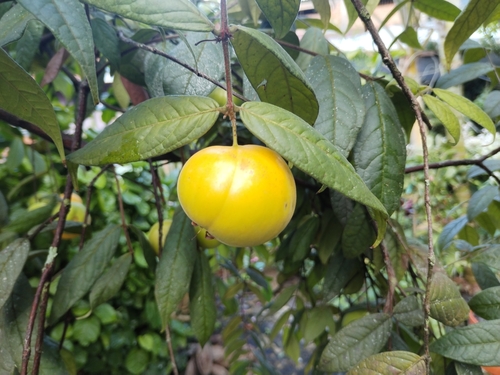 Eugenia stipitata - Leaves