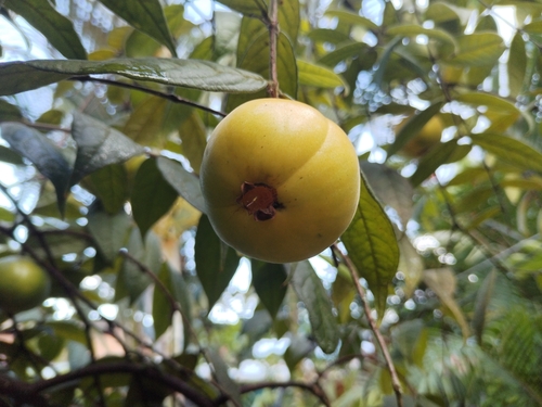 Eugenia stipitata - Whole tree