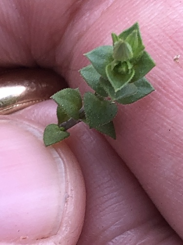 Arenaria serpyllifolia iNat (2)