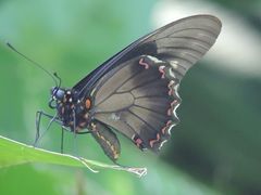 Battus polydamas polydamas