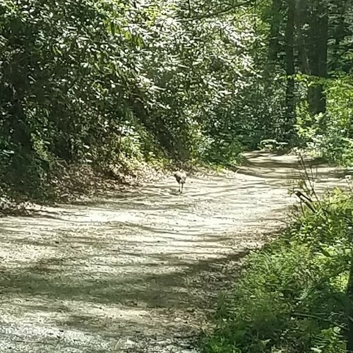 Wild Turkey photographed in Georgia