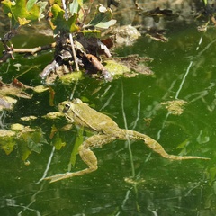 Pelophylax kurtmuelleri