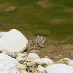 Pelophylax kurtmuelleri