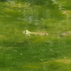 Pelophylax kurtmuelleri