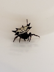 Gasteracantha cancriformis