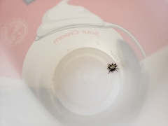 Gasteracantha cancriformis