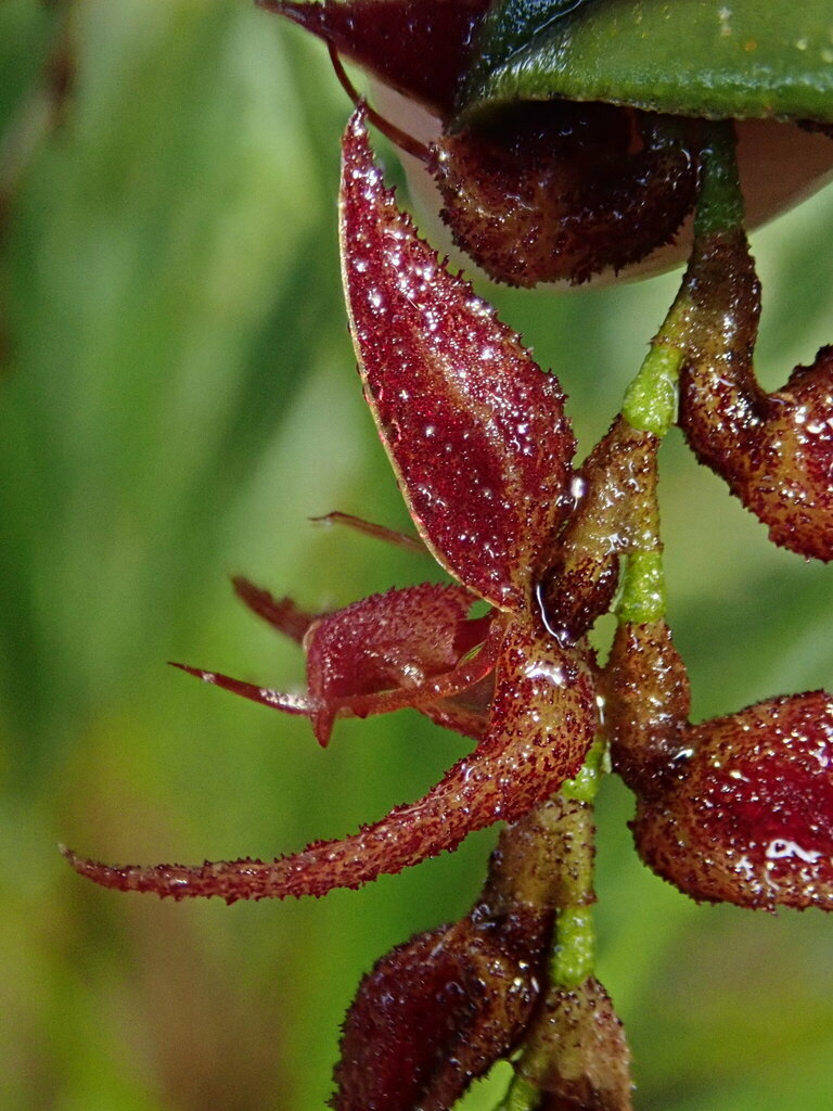 Draconanthes aberrans