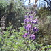 Silver Bush Lupine - Photo (c) Barbara Banfield, some rights reserved (CC BY), uploaded by Barbara Banfield