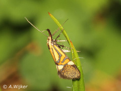 Alabonia staintoniella