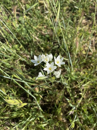 iNaturalist observation photo of white brodiaea