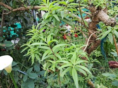 Aloysia citrodora