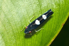Pachitea subflava