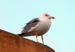 Larus michahellis