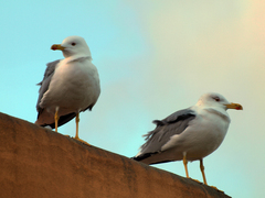 Larus michahellis
