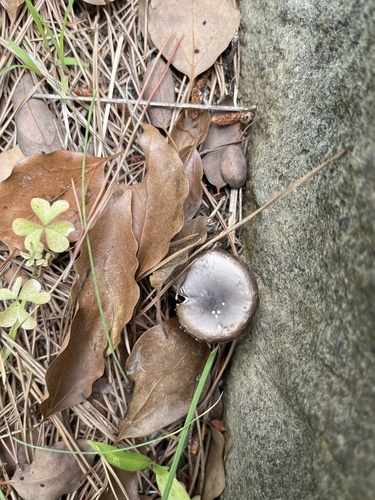 観察された菌類