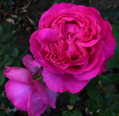 Rosa