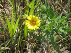 Heterotheca camporum