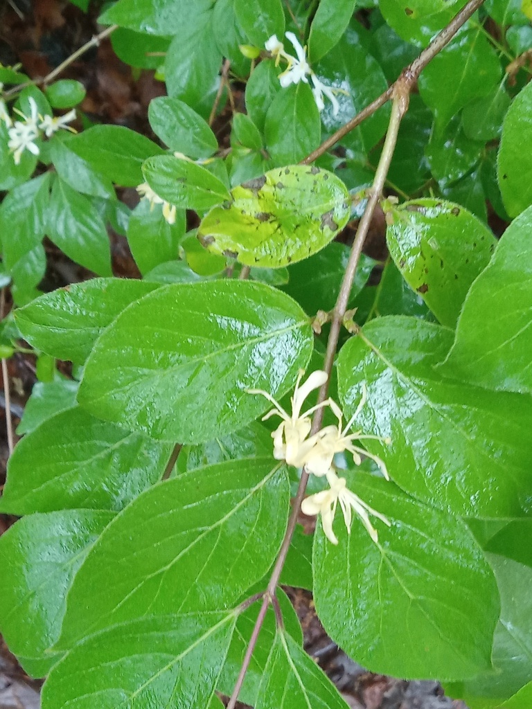 Amur honeysuckle from Fairfax Station, VA, USA on April 28, 2023 at 05