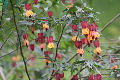 Callianthe megapotamica