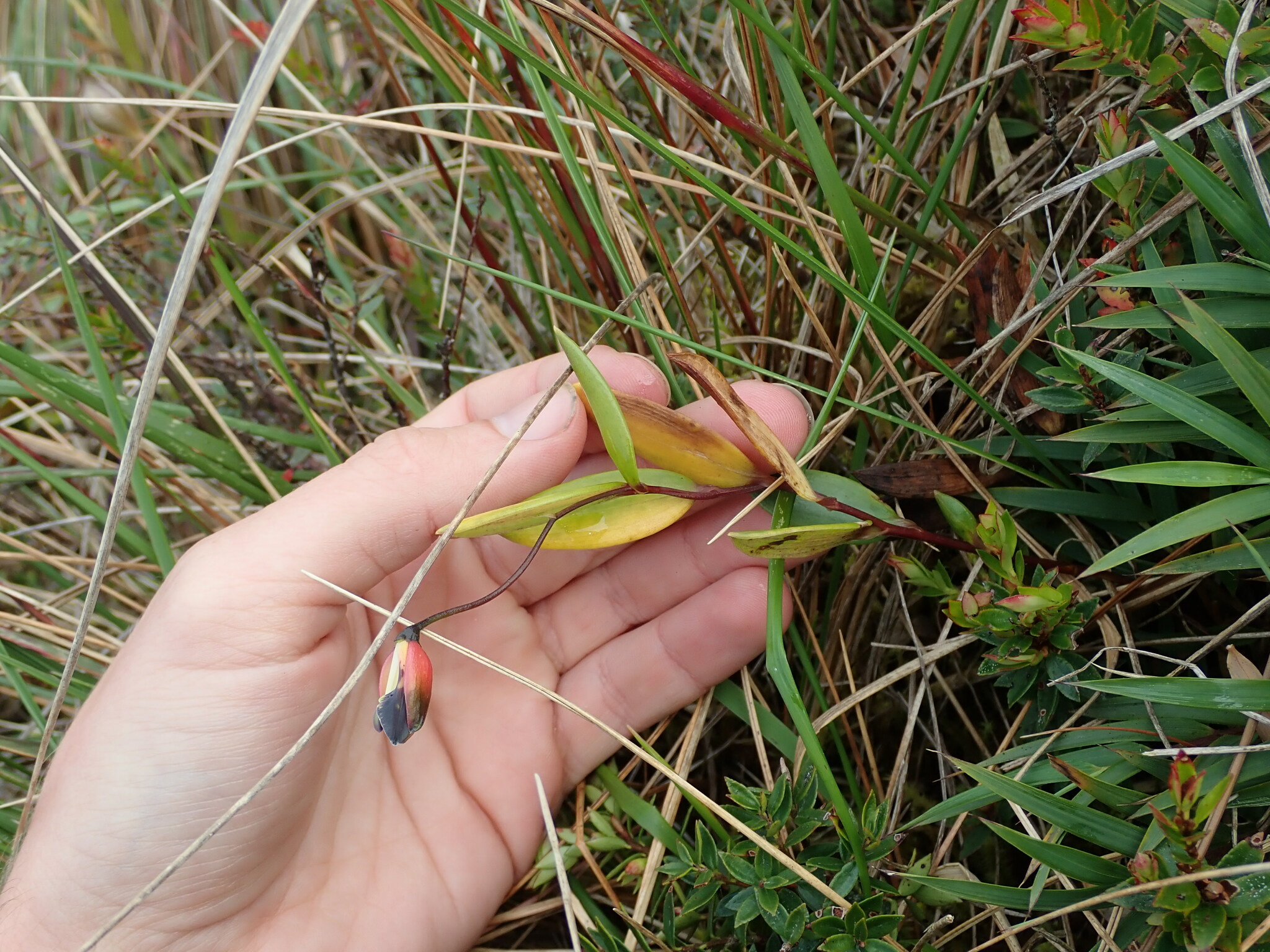 Bomarea brachysepala image