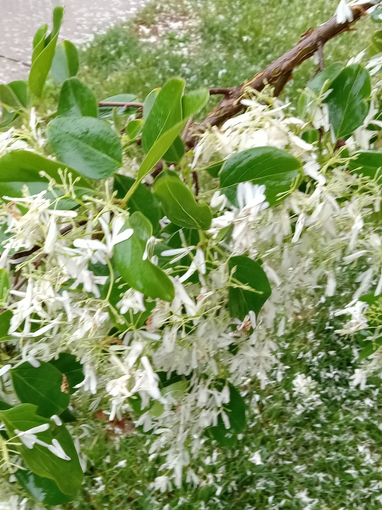 Tassel Tree from Fairfax Station, VA, USA on April 28, 2023 at 0551 PM