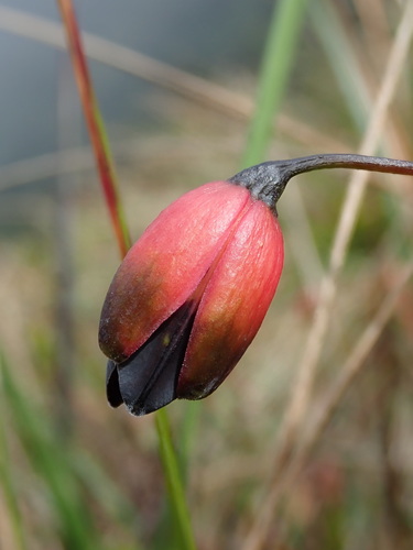 Bomarea brachysepala (Bomarea brachysepala)