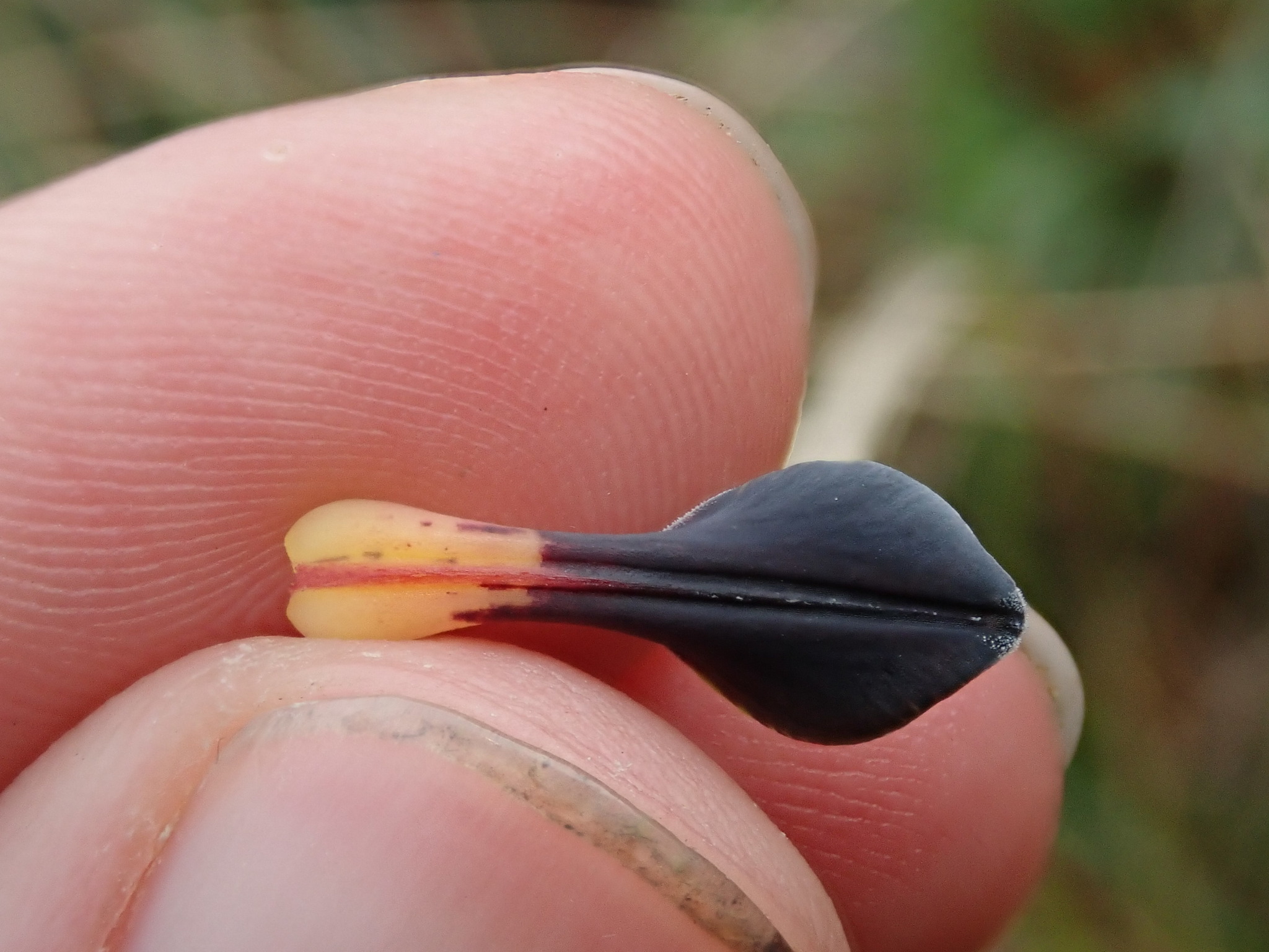 Bomarea brachysepala image