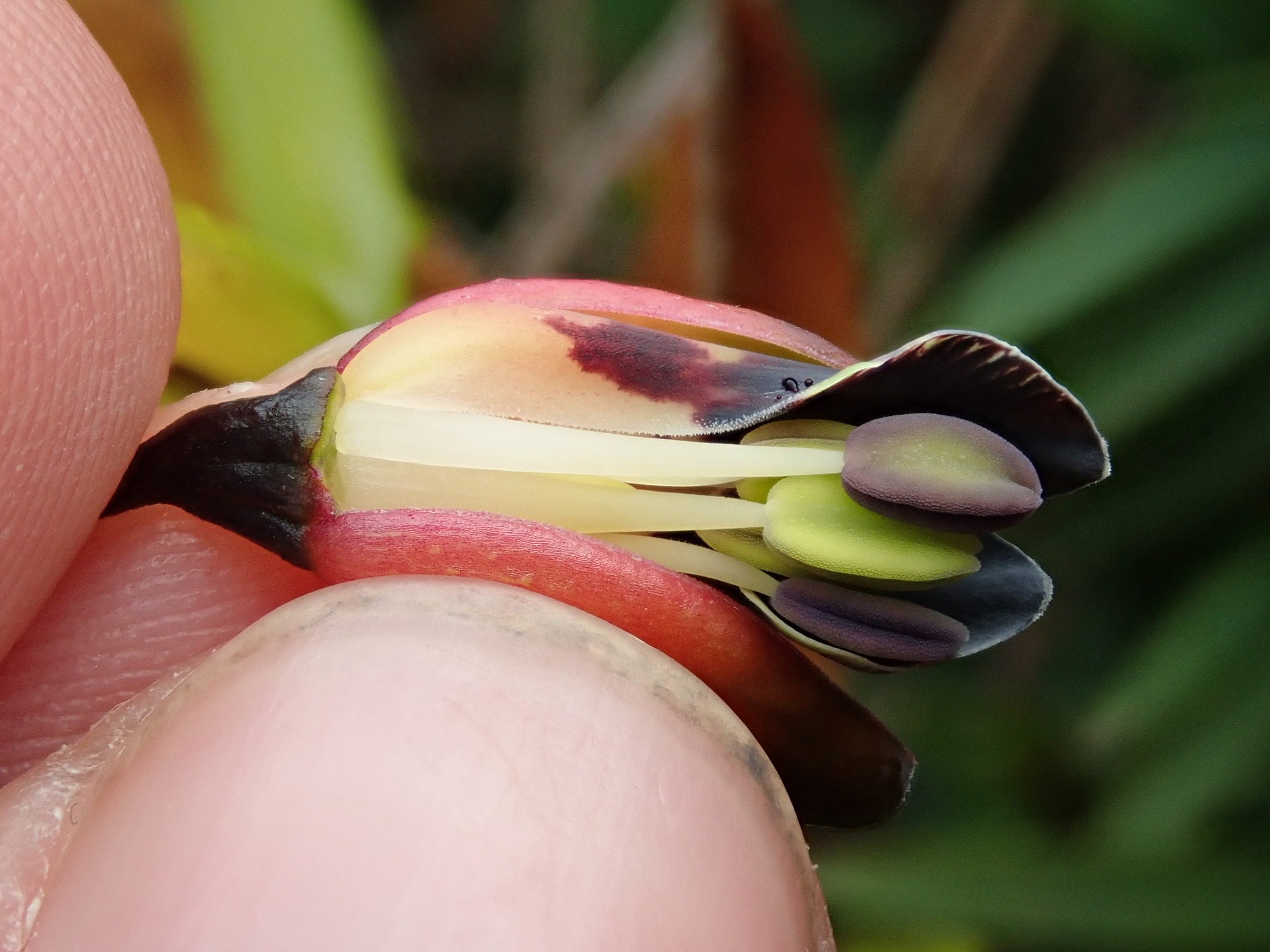 Bomarea brachysepala image