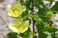 Hibiscus ribifolius