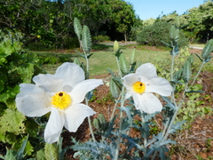 Argemone glauca glauca