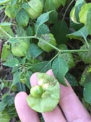 Physalis longifolia subglabrata