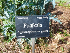 Argemone glauca glauca