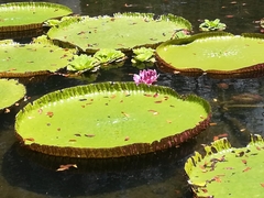Victoria amazonica