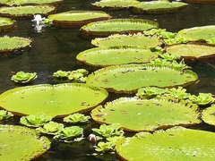 Victoria amazonica