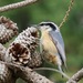 Sitta canadensis - Photo (c) er-birds,  זכויות יוצרים חלקיות (CC BY), הועלה על ידי er-birds