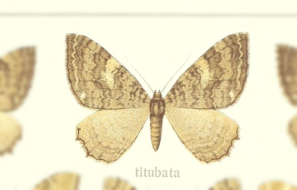 Rheumaptera titubata
