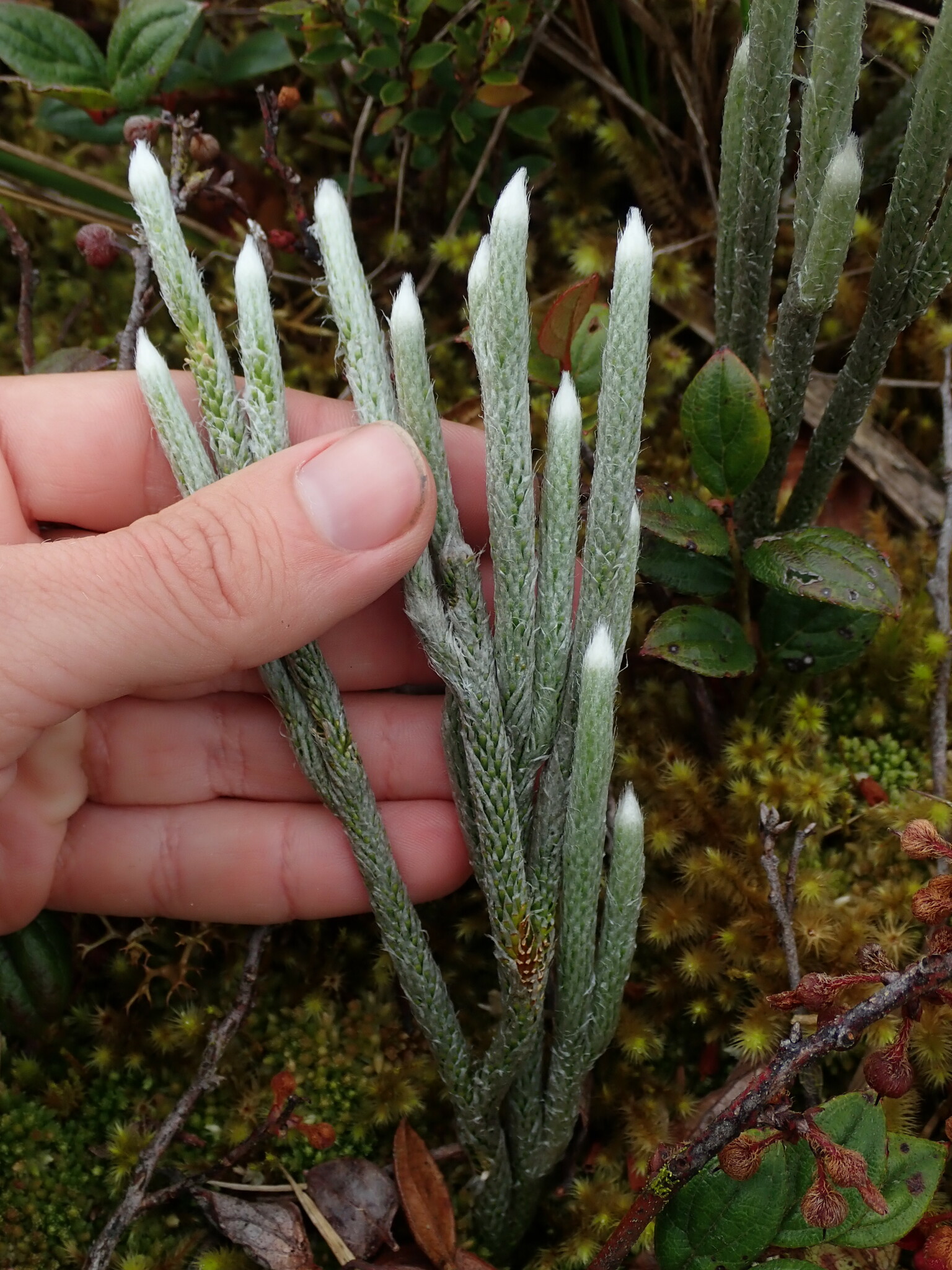 Lycopodium vestitum image