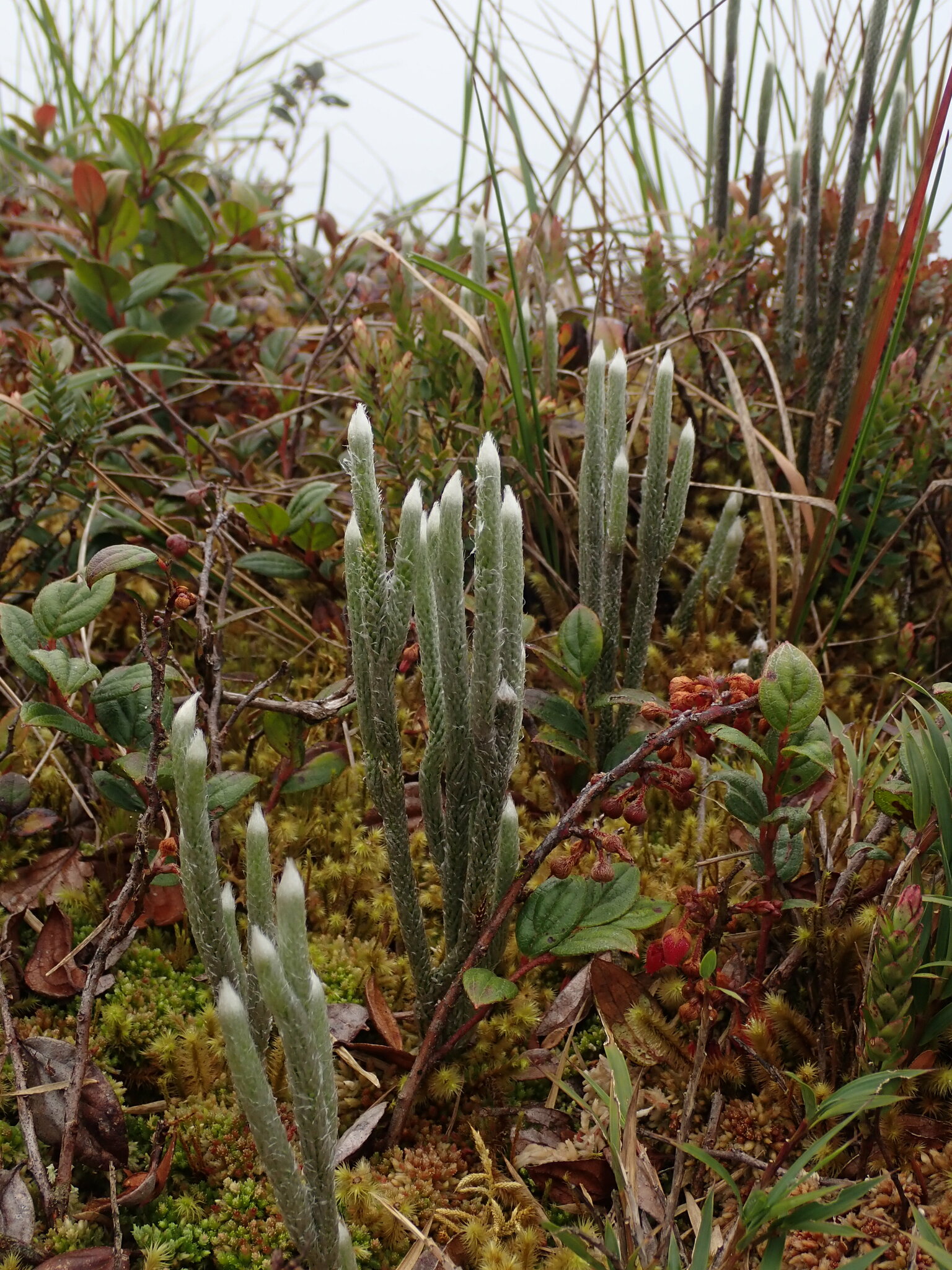 Lycopodium vestitum image