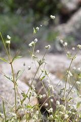 Gomphrena sonorae