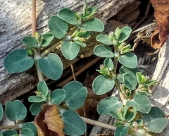 Euphorbia serpens
