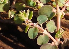 Euphorbia serpens