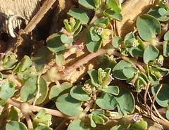 Euphorbia serpens