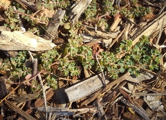 Euphorbia serpens