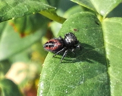 Phidippus johnsoni