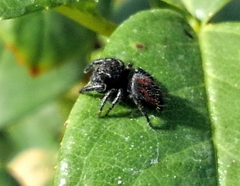 Phidippus johnsoni