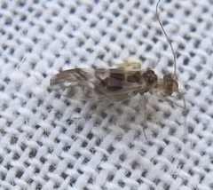 Graphopsocus