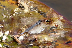 Pseudagrion draconis