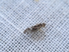 Graphopsocus