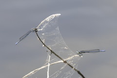 Pseudagrion draconis